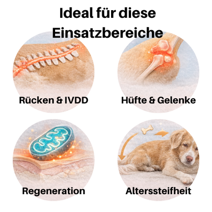 Rotlicht-Therapiematte & Gürtel für Hunde
