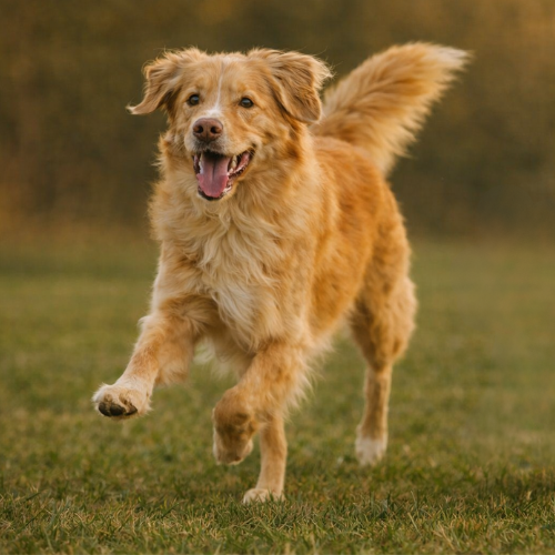 Rotlicht-Therapiematte & Gürtel für Hunde